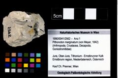 Foto (Objekt + Etikett) von Pithonoton marginatum (von Meyer, 1842)  (NHMW-GEO-1990-0041-2562)